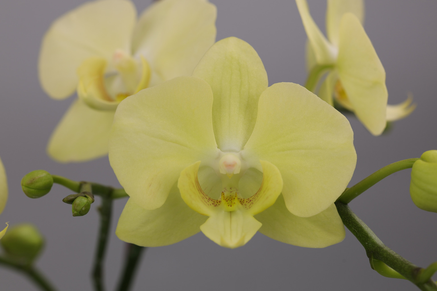 I189-1 groene Phalaenopsis — Bloem