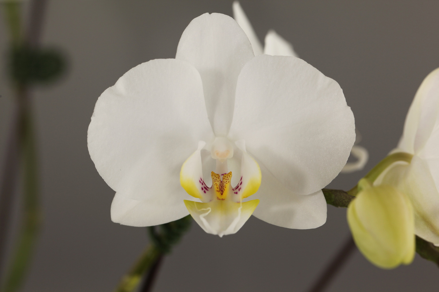 I33-1 witte Phalaenopsis — Bloem