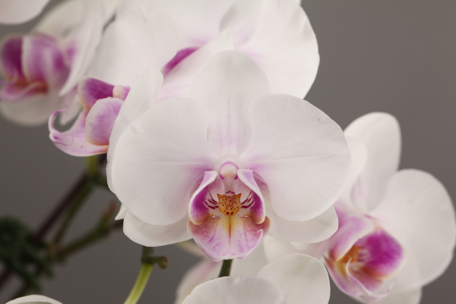 I41-1 白花胡蝶蘭 — 花
