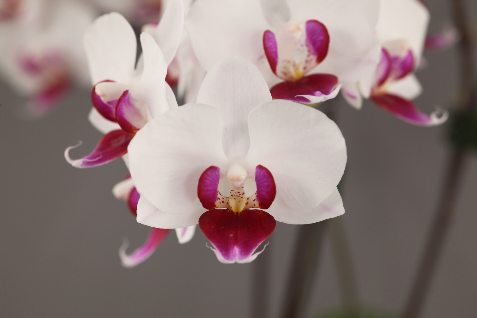 I59-1 witte Phalaenopsis — Bloem