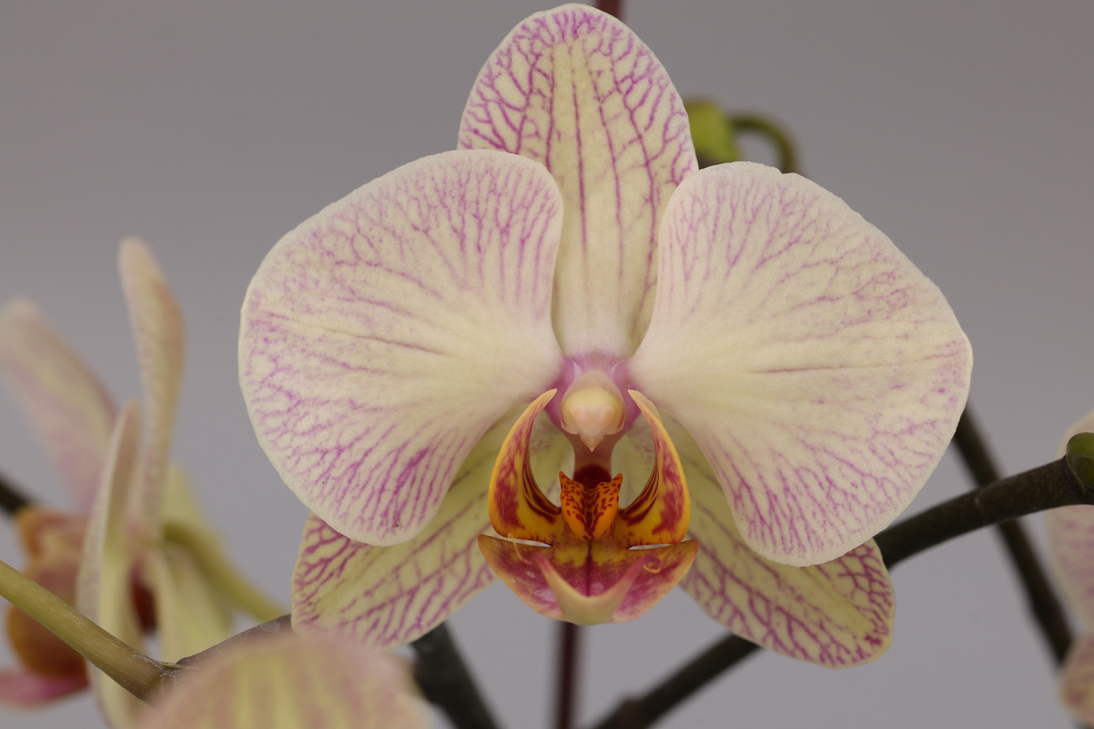 I62-1 grootbloemige oranje Phalaenopsis — Bloem
