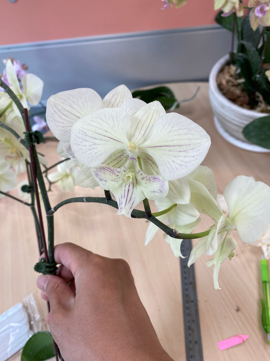 I71-1 大輪グリーン胡蝶蘭 — 花