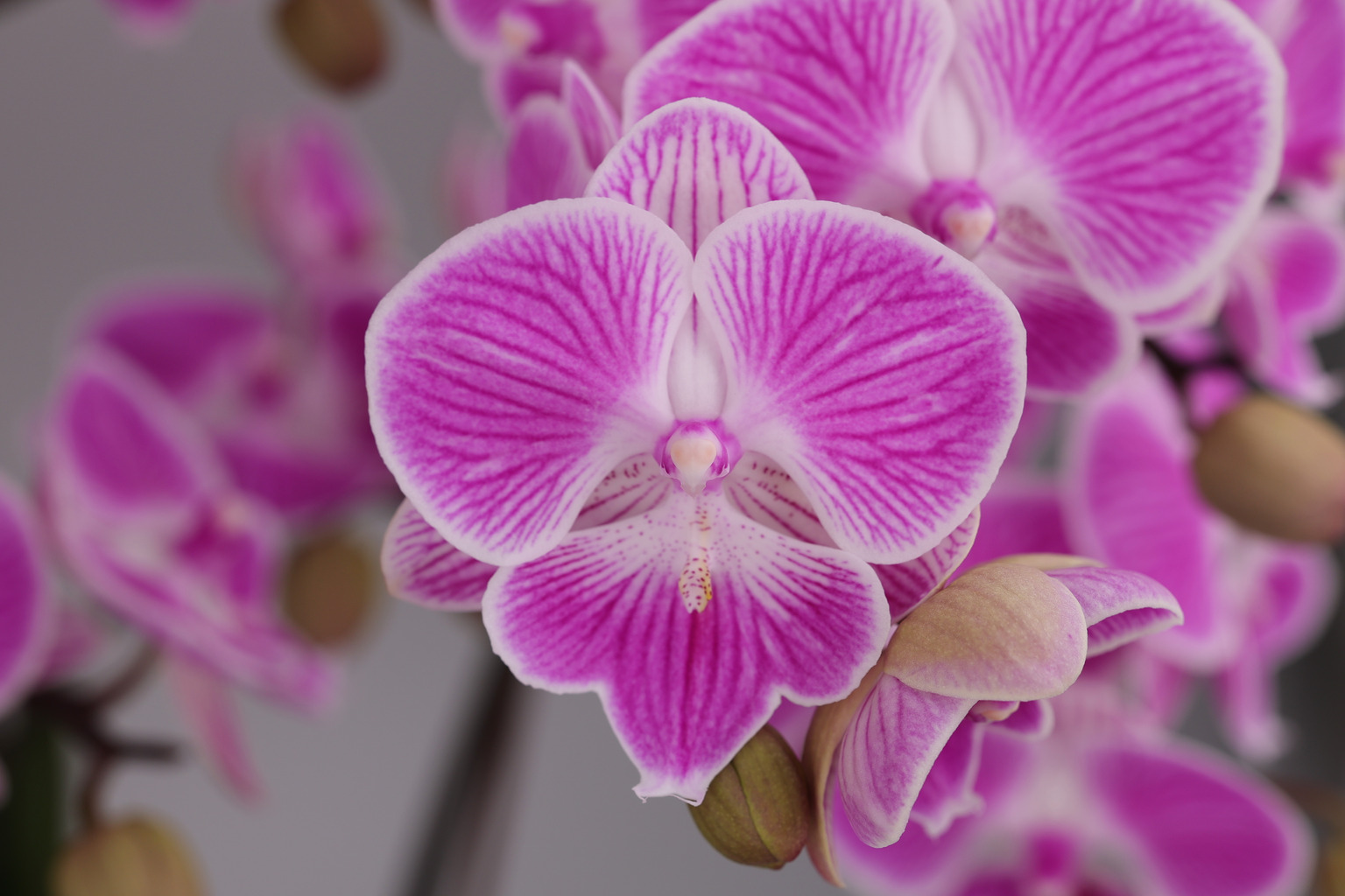 I85-1 gestreepte Phalaenopsis — Bloem