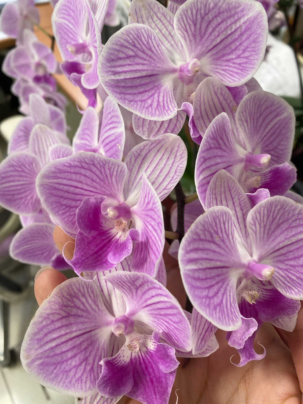 I85-3 大輪ピンク胡蝶蘭 — 花