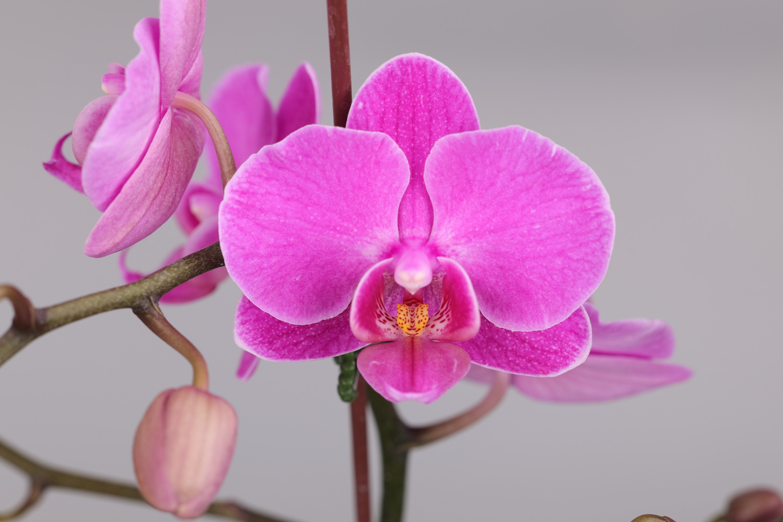 J113-1 red Phalaenopsis — Flower