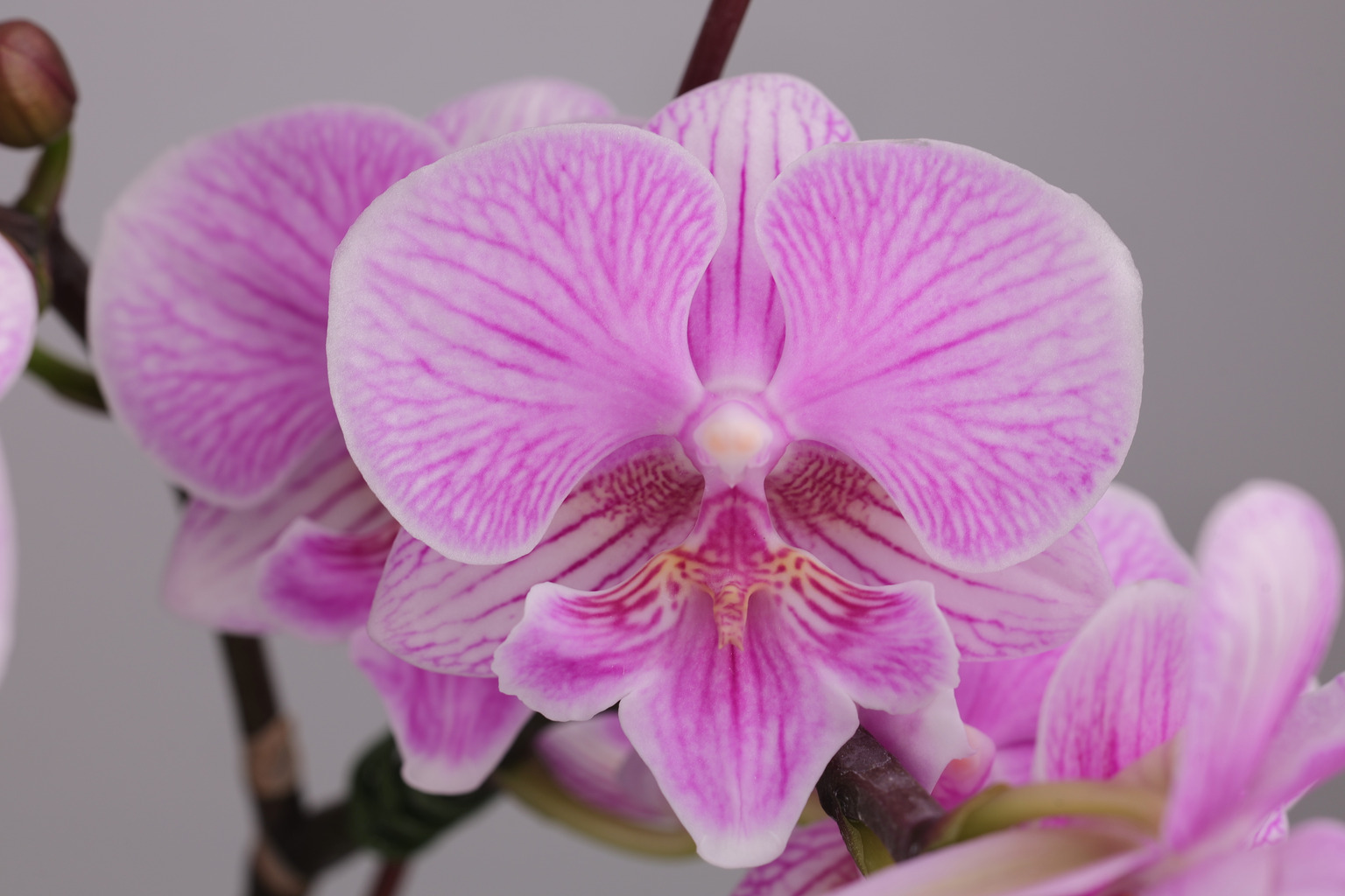 J149-1 roze Phalaenopsis — Bloem