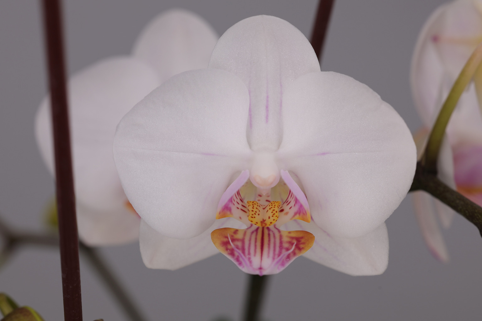 J156-1 white Phalaenopsis — Flower