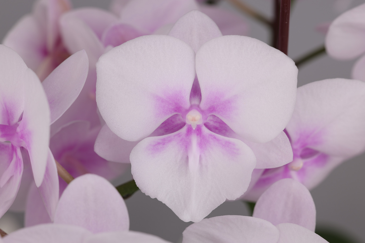 J19-2 witte Phalaenopsis — Bloem
