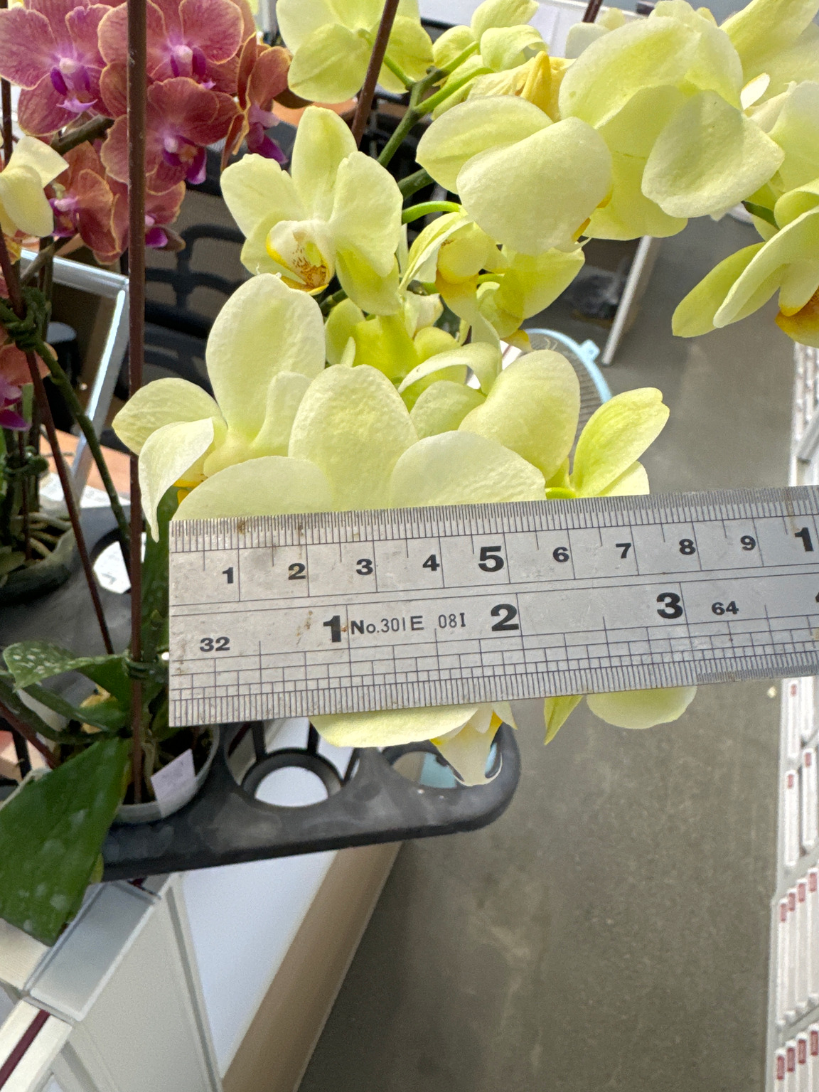 J198-1 green Phalaenopsis — Flower