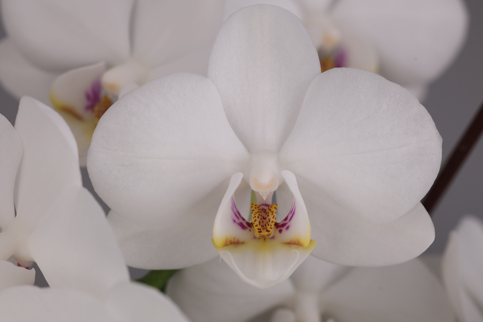 J211-2 Phalaenopsis foto — Bloem