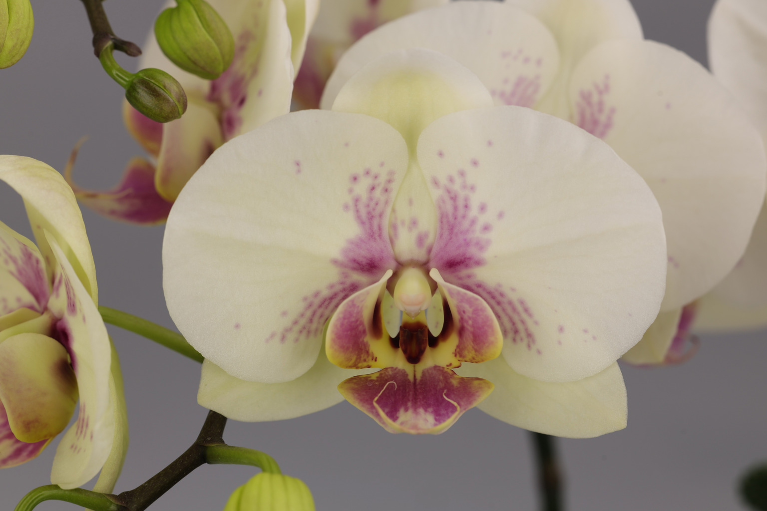 J216-2 green Phalaenopsis — Flower