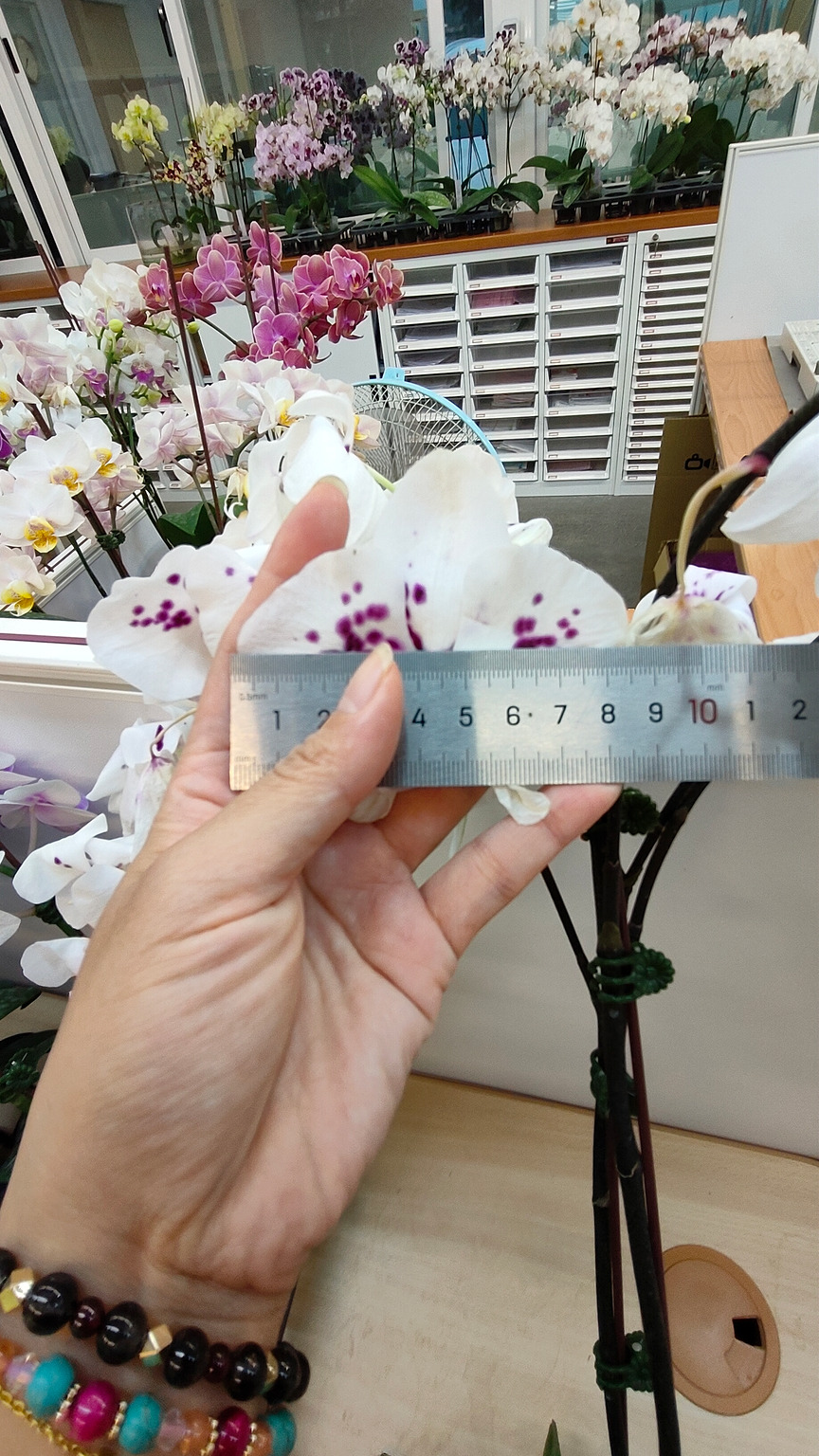 J219-3 大輪ダーク胡蝶蘭 — 花