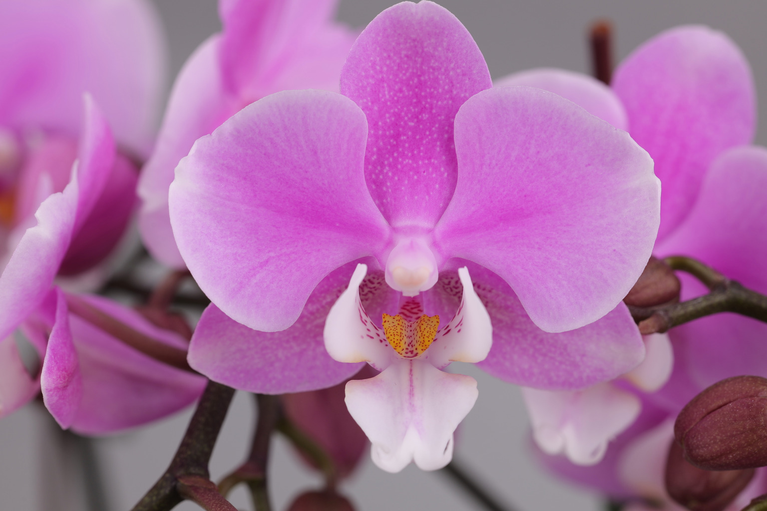 J222-1 pink Phalaenopsis — Flower