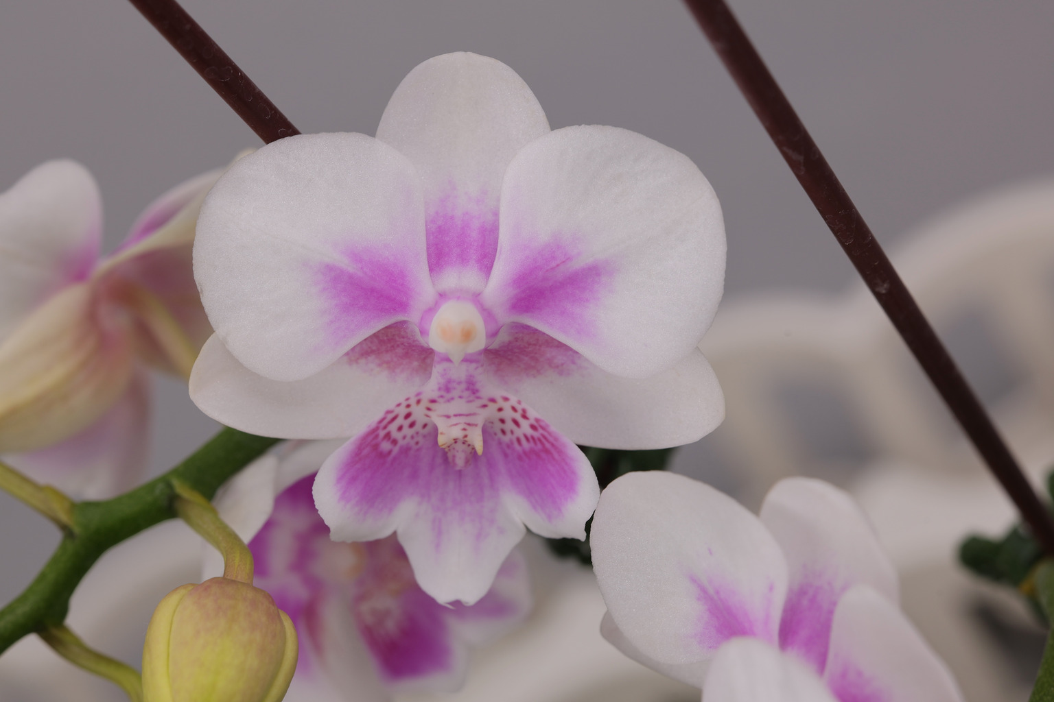 J230-4 roze Phalaenopsis — Bloem