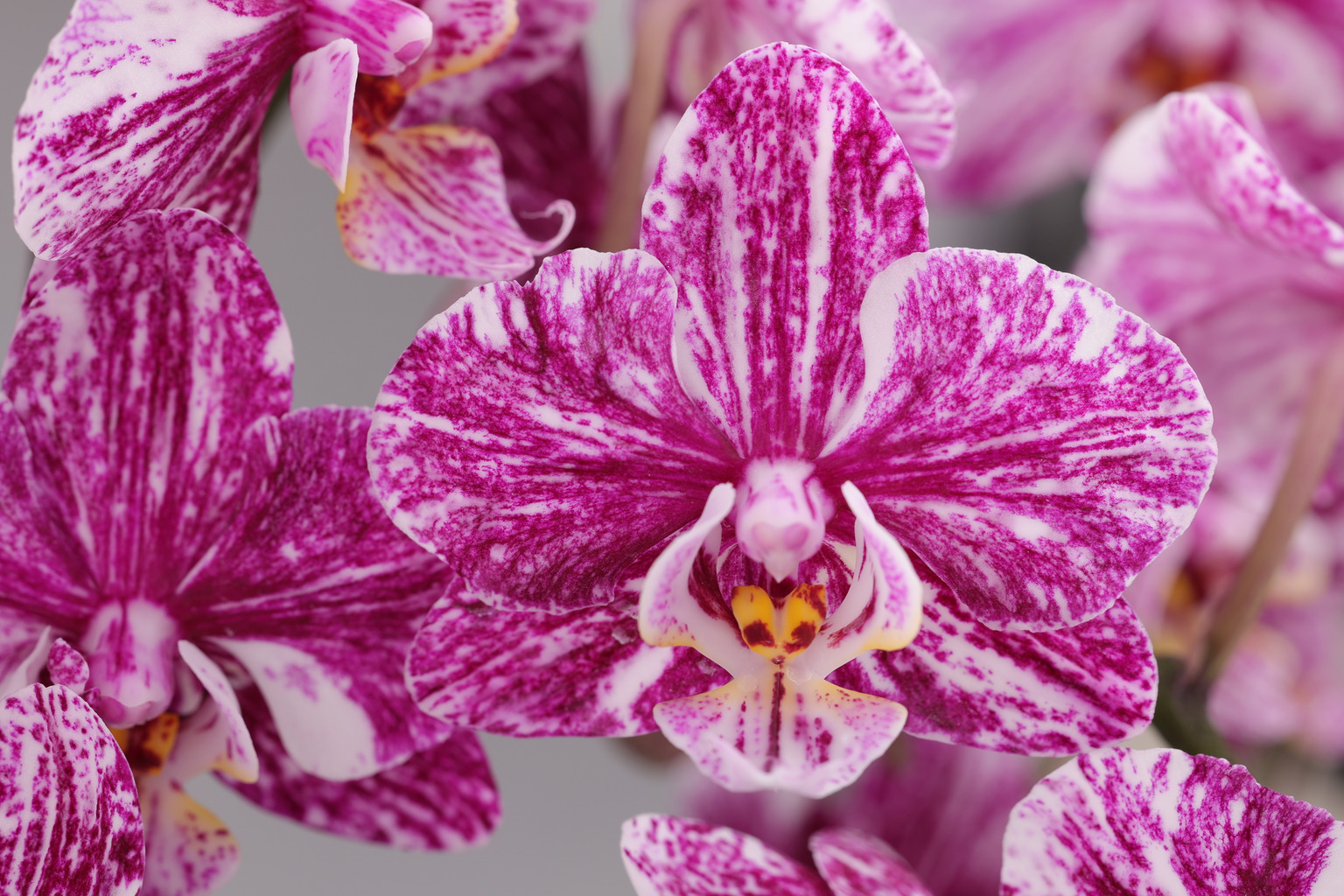 J231-1 donkere Phalaenopsis — Bloem