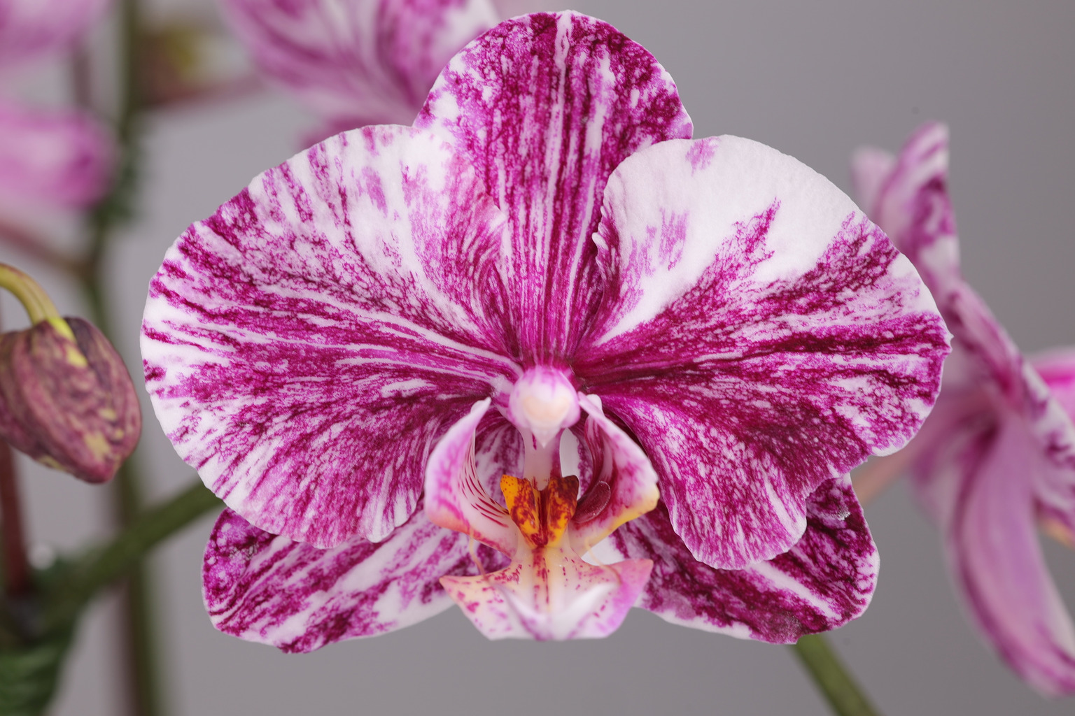J231-2 donkere Phalaenopsis — Bloem
