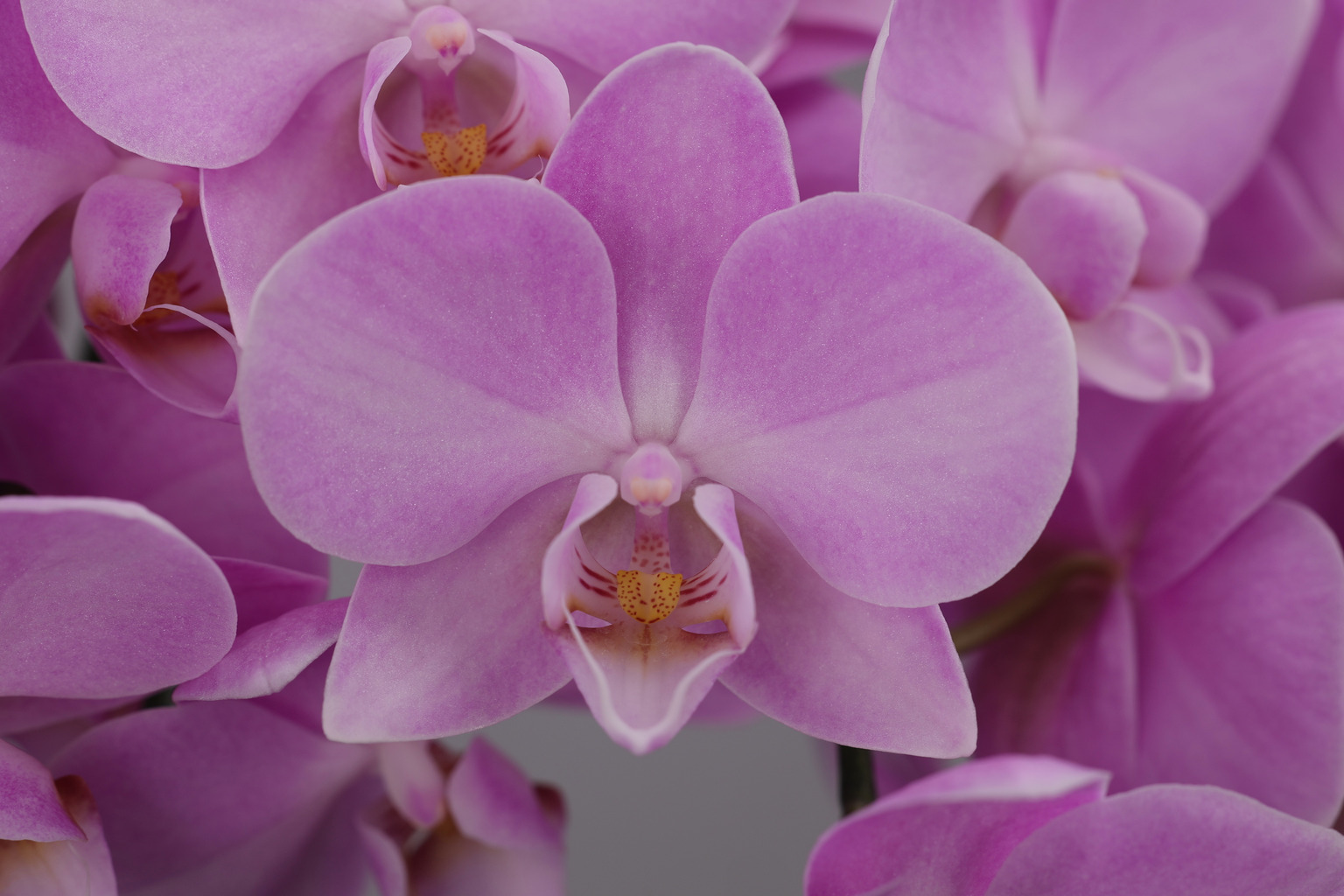 J233-1 roze Phalaenopsis — Bloem