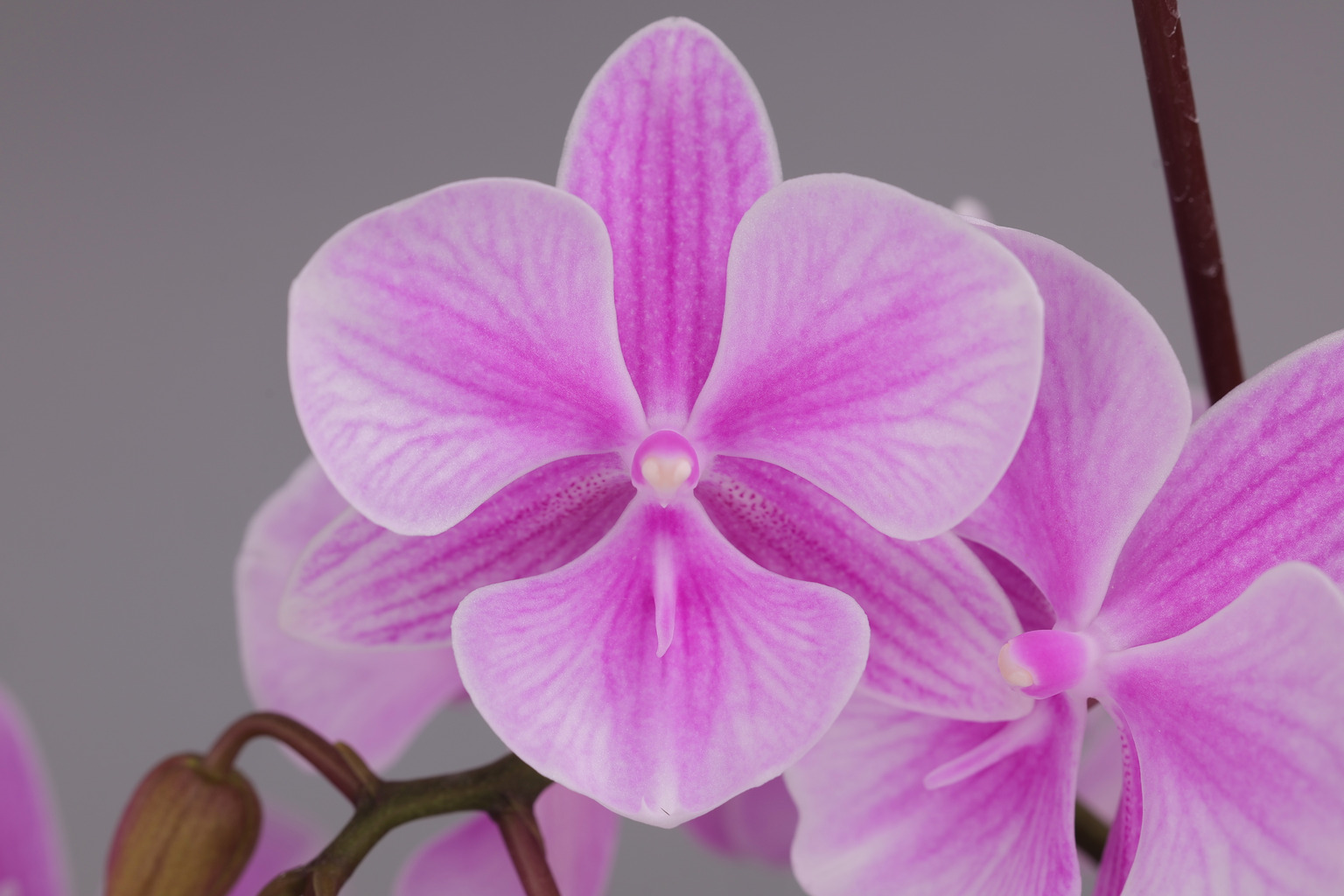 J233-2 Phalaenopsis foto — Bloem