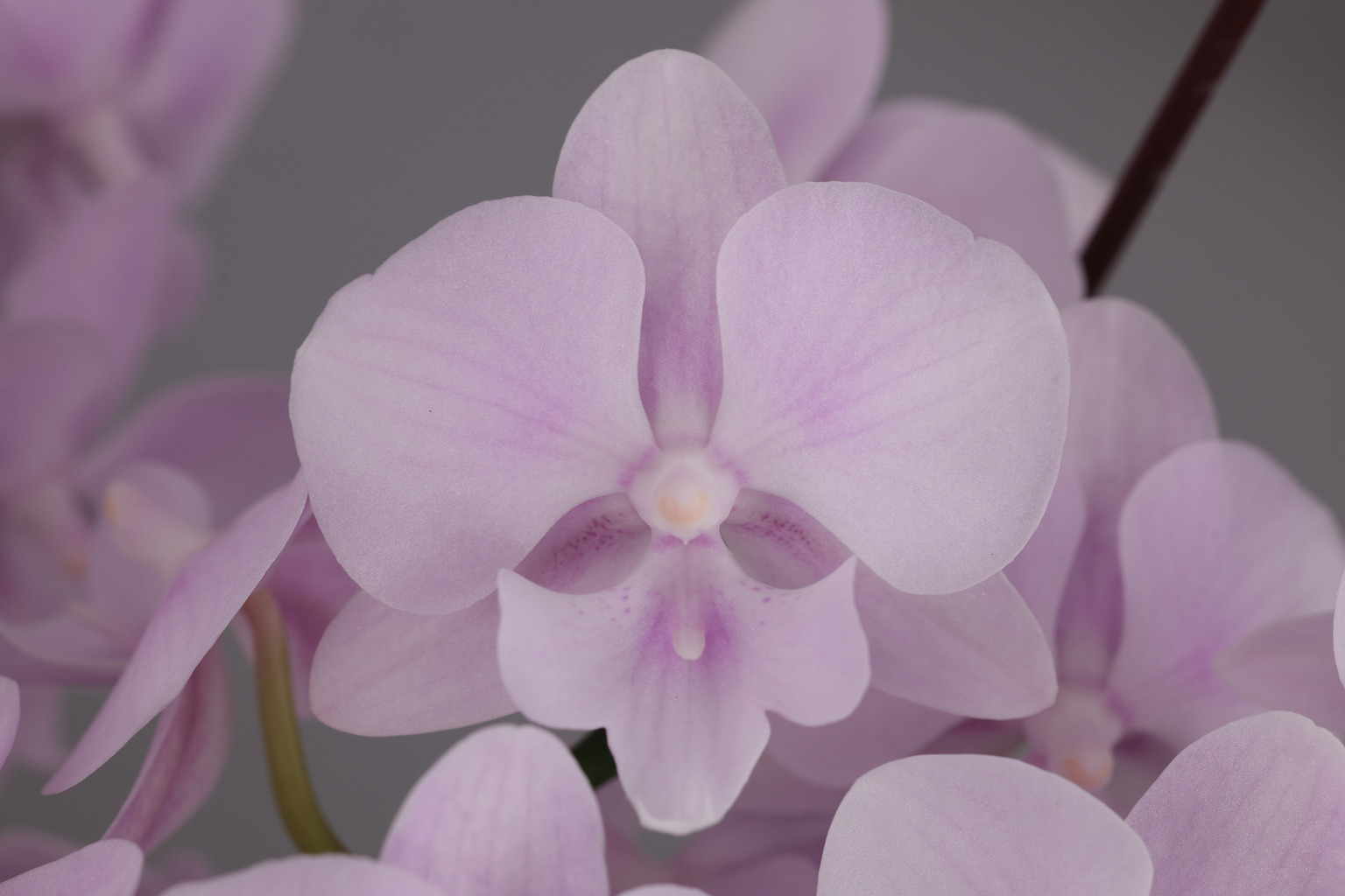 J236-1 Phalaenopsis photo — Flower