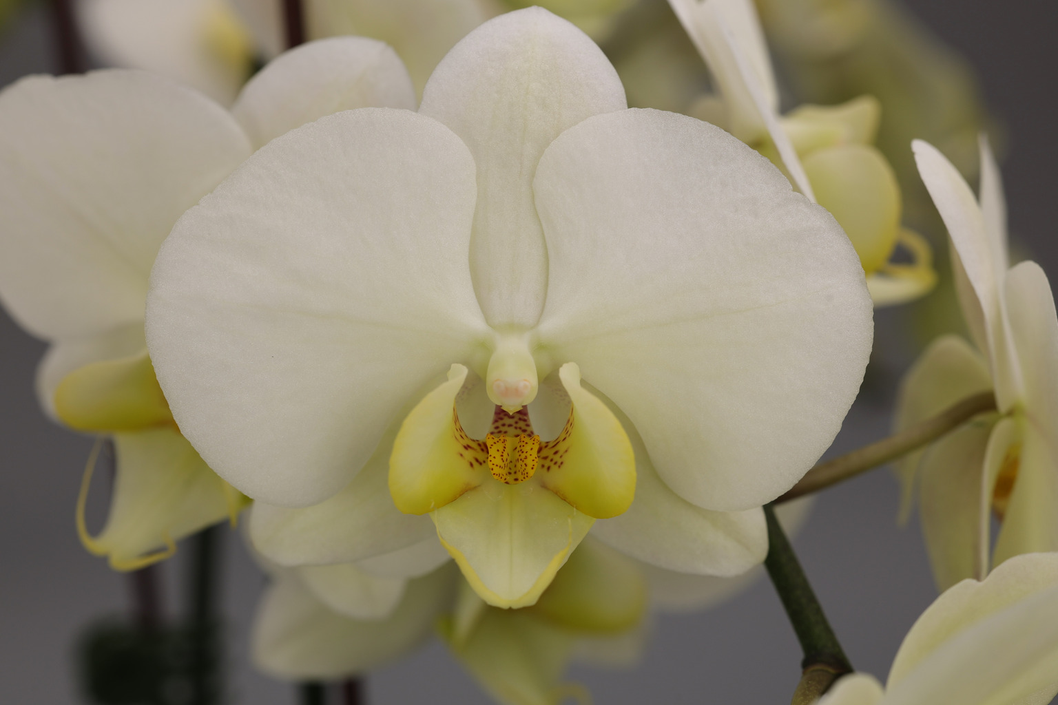 J240-3 Phalaenopsis foto — Bloem
