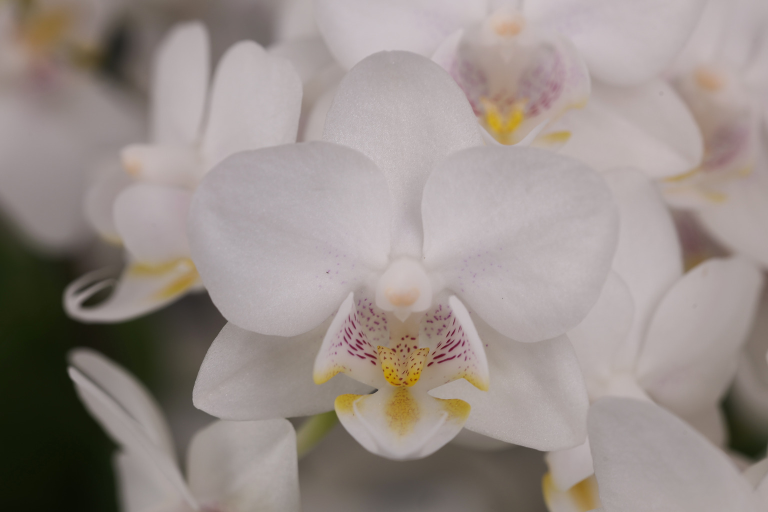 J246-4 Phalaenopsis photo — Flower