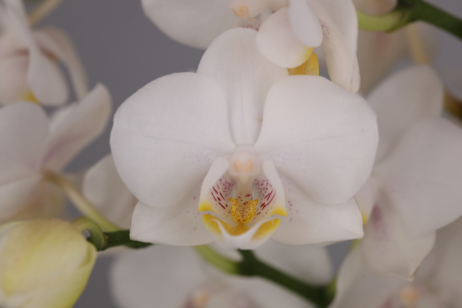J246-7 白花胡蝶蘭 — 花
