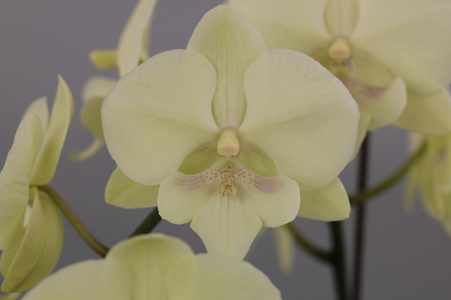 J259-1 groene Phalaenopsis — Bloem