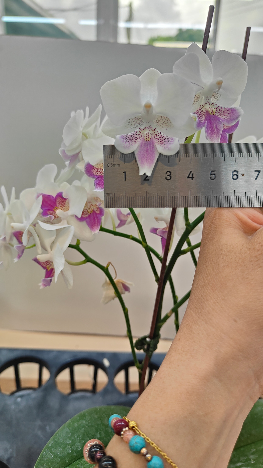 J283-3 白花胡蝶蘭 — 花