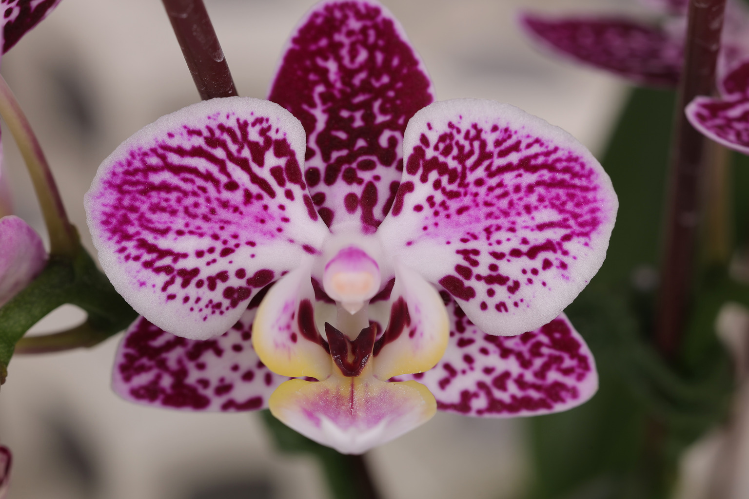 J299-1 dark spotted Phalaenopsis — Flower