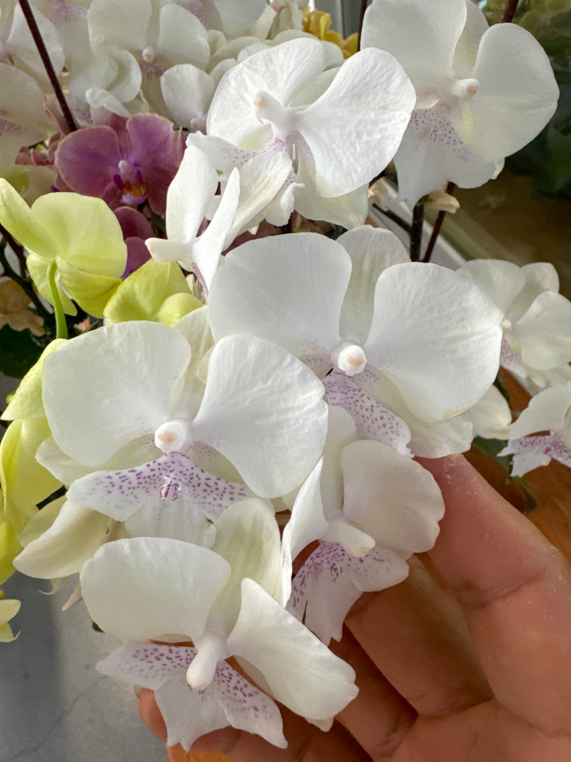 J307-1 Phalaenopsis foto — Bloem