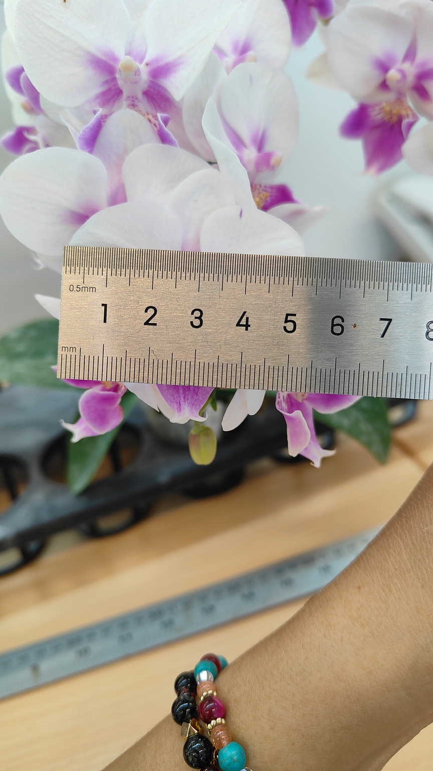 J316-1 Phalaenopsis photo — Flower