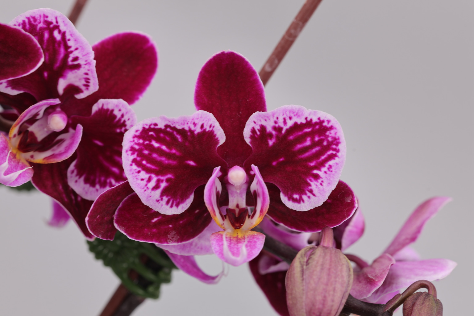 J322-1 donkere Phalaenopsis — Bloem