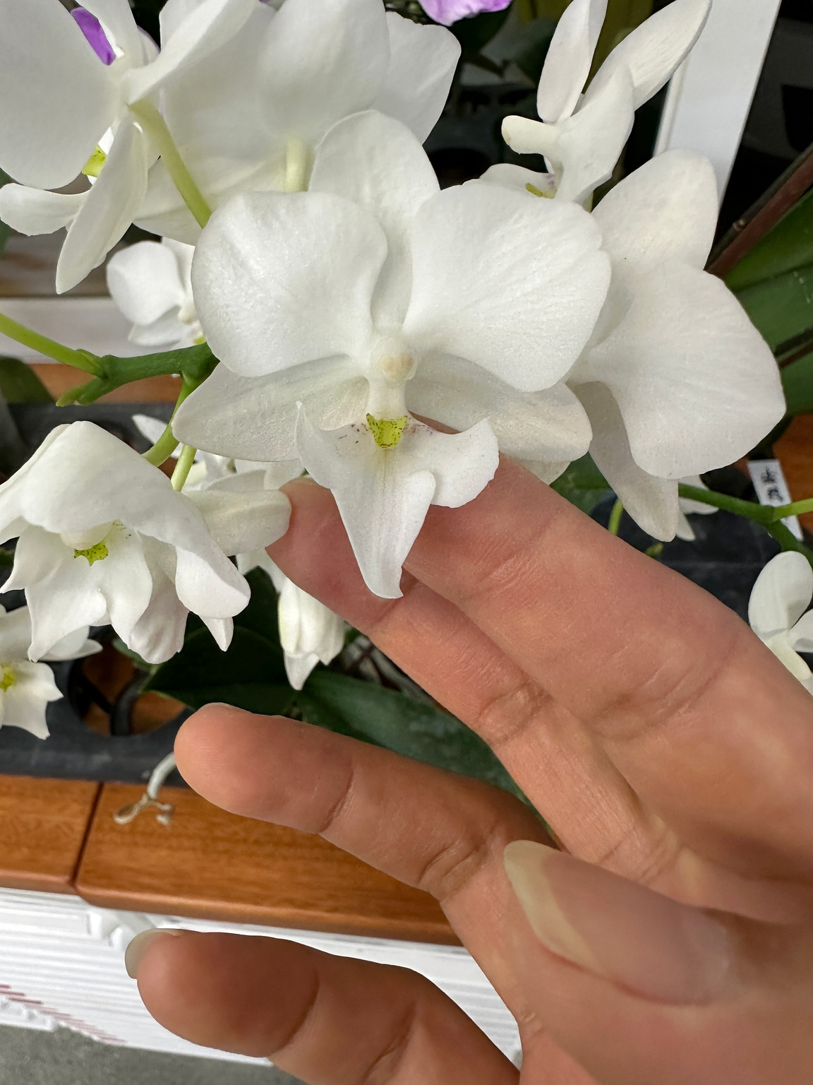 J57-1 白花胡蝶蘭 — 花