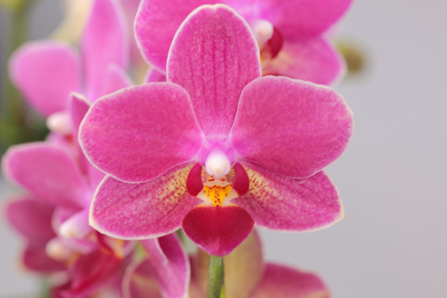 J64-2 fragrant orange Phalaenopsis — Flower
