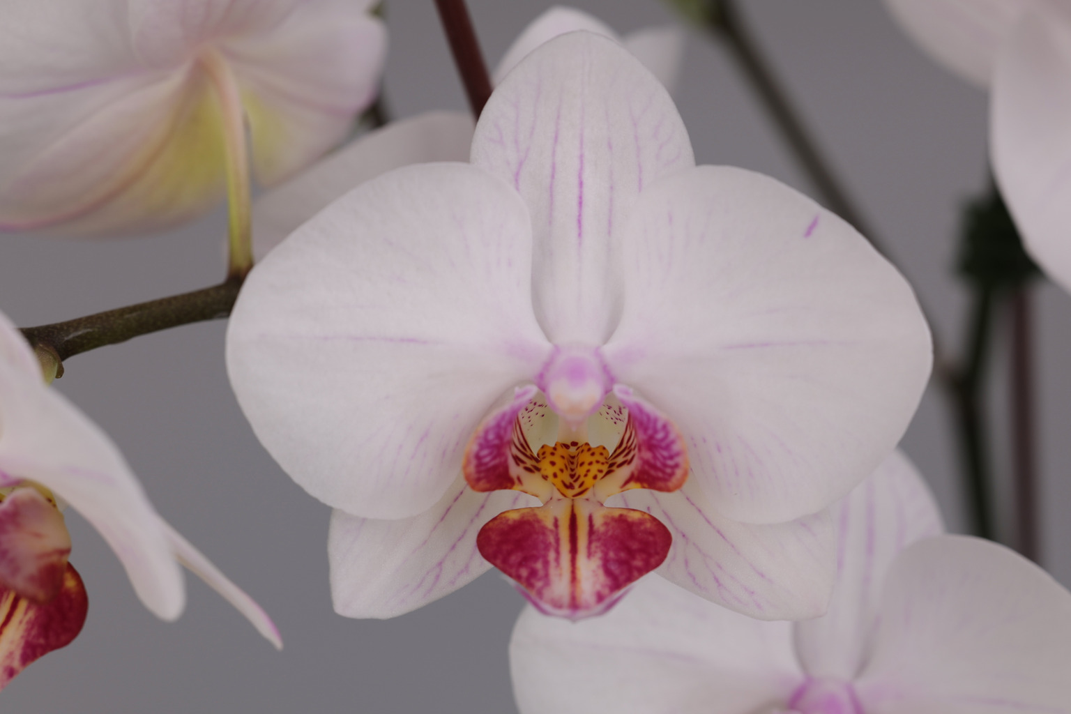 J72-1 白花胡蝶蘭 — 花