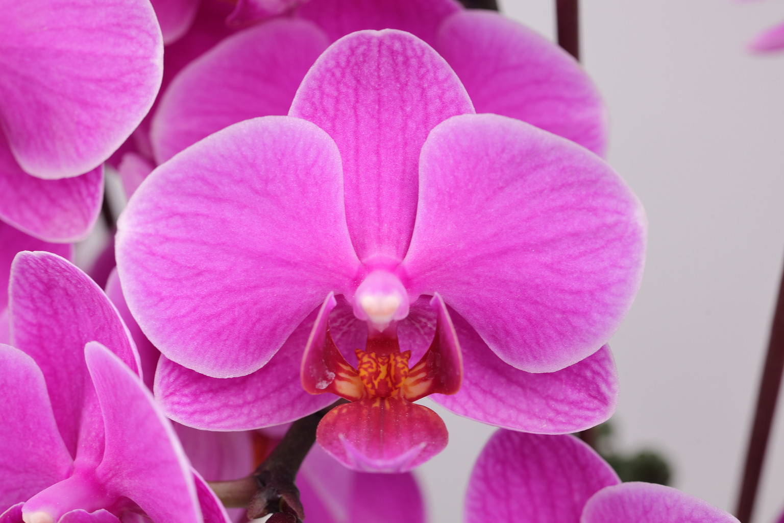 J90-1 rode Phalaenopsis — Bloem