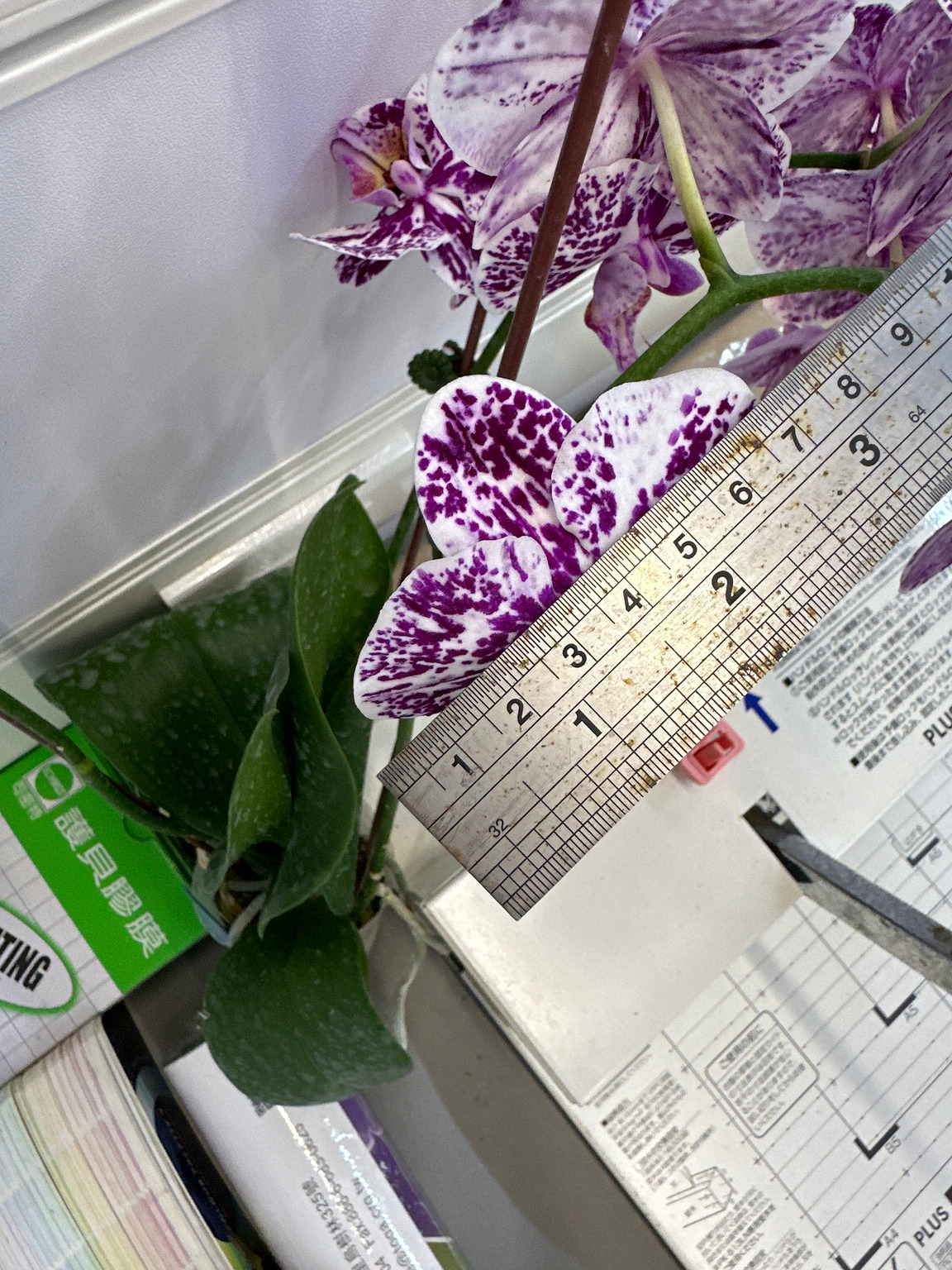 J99-1 large-flowered dark Phalaenopsis — Flower