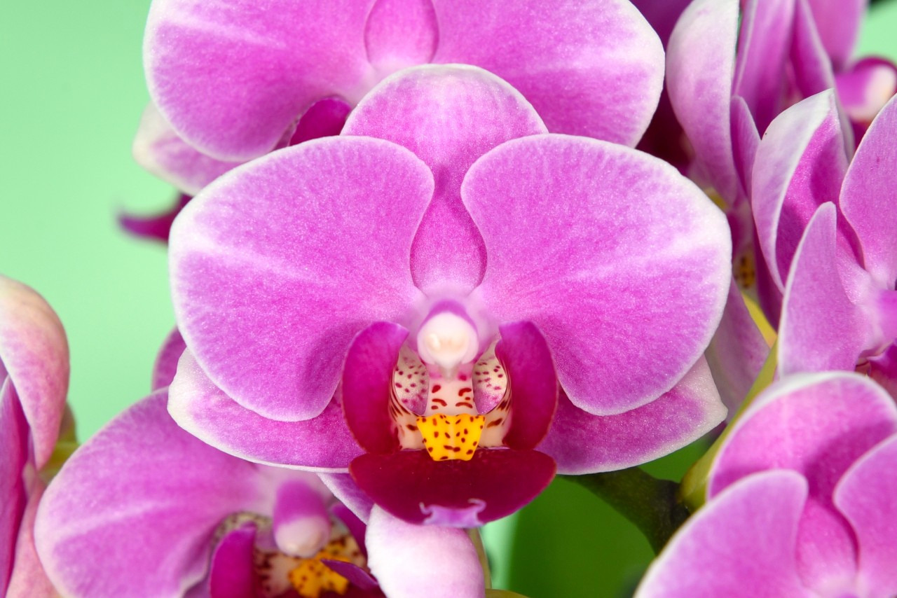 LH0385 roze Phalaenopsis — Bloem