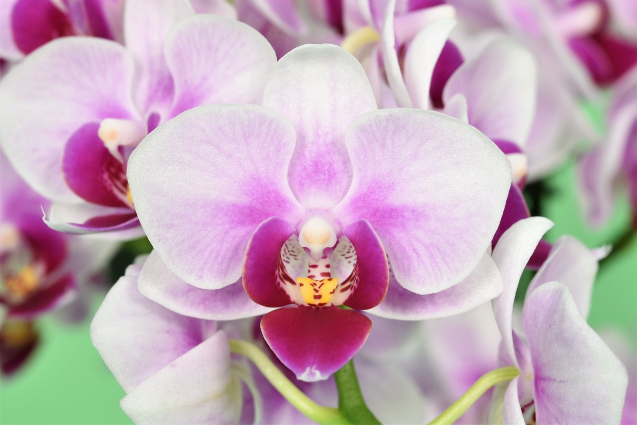 LH0386 roze Phalaenopsis — Bloem