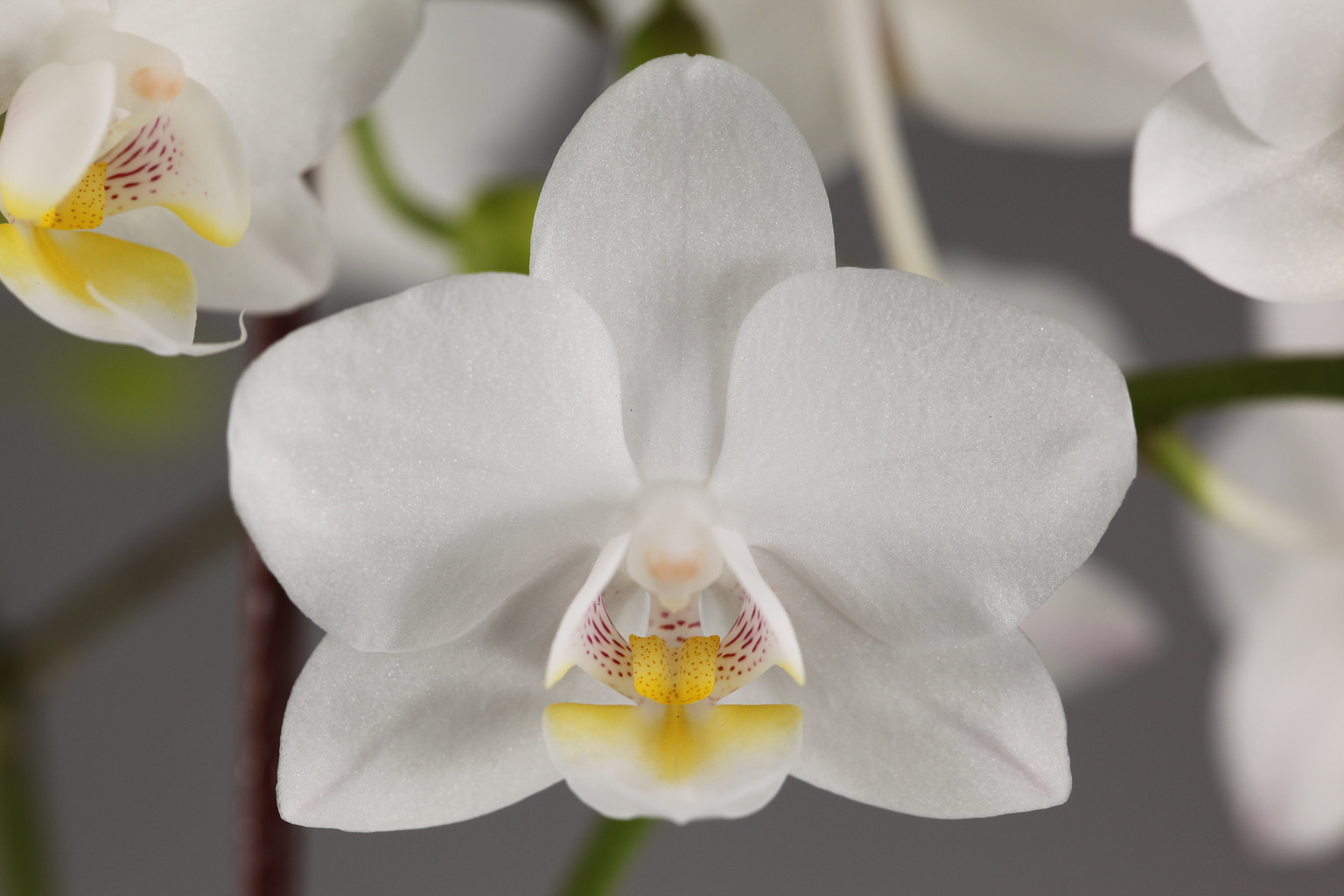 LH040 white Phalaenopsis — Flower
