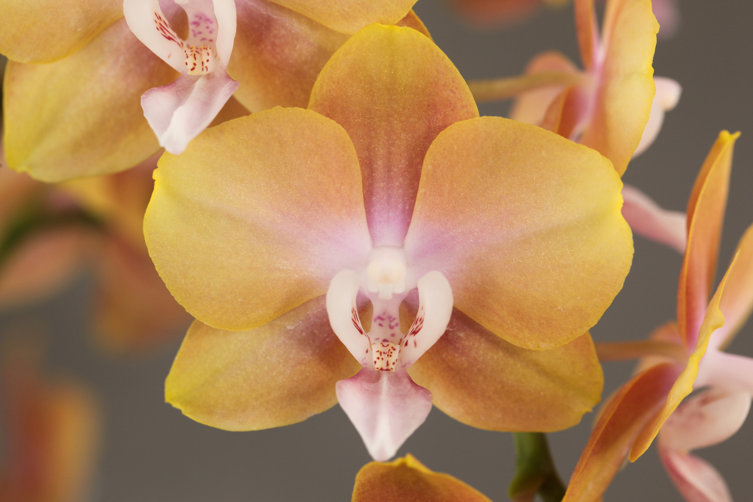 LH0429 geurende gele Phalaenopsis — Bloem