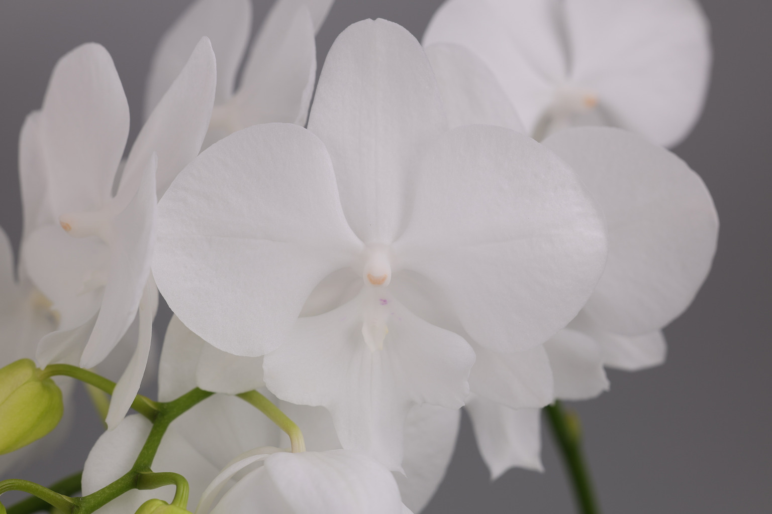 LH0444 大輪白花胡蝶蘭 — 花