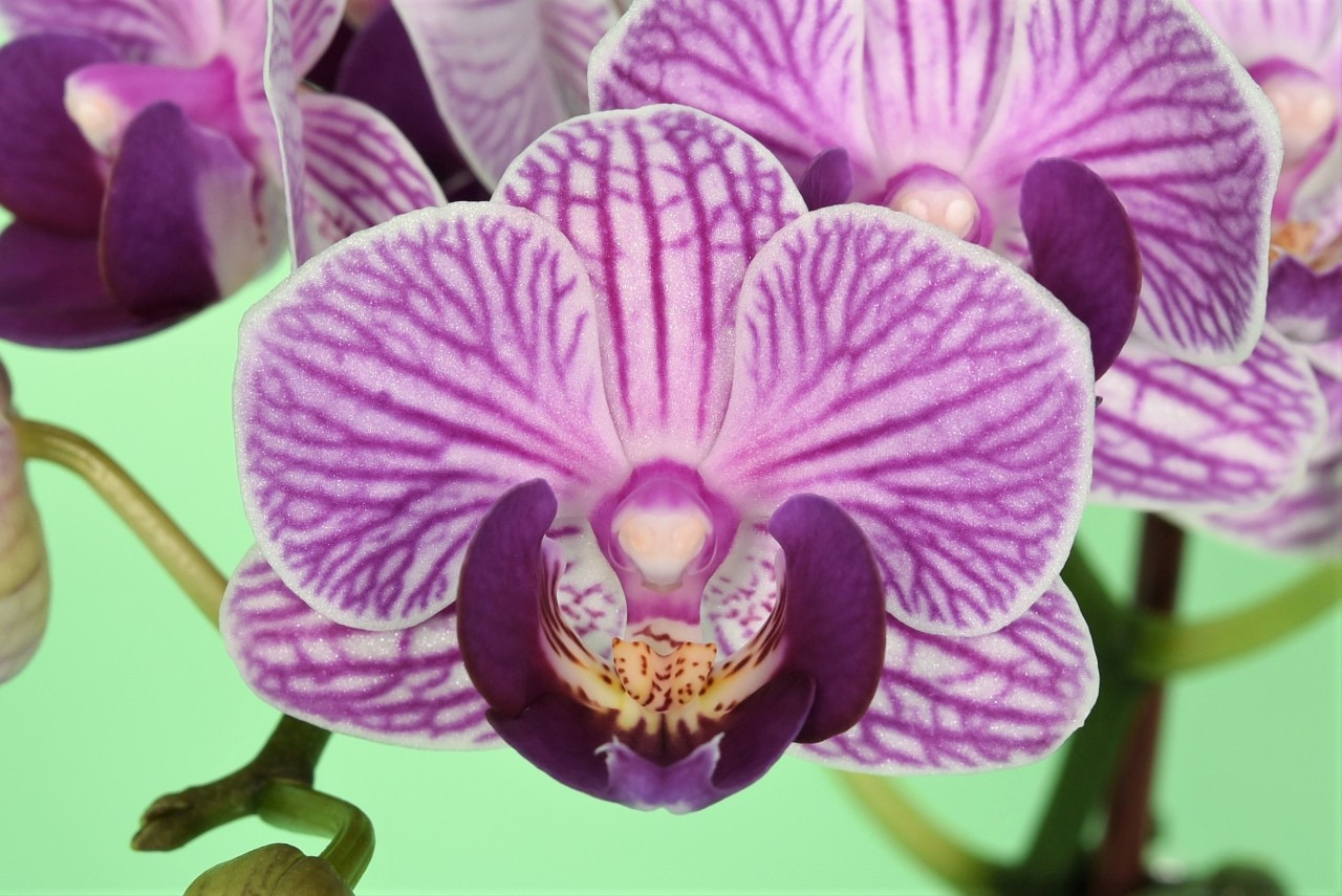 LH06101 コチョウラン写真 — 花