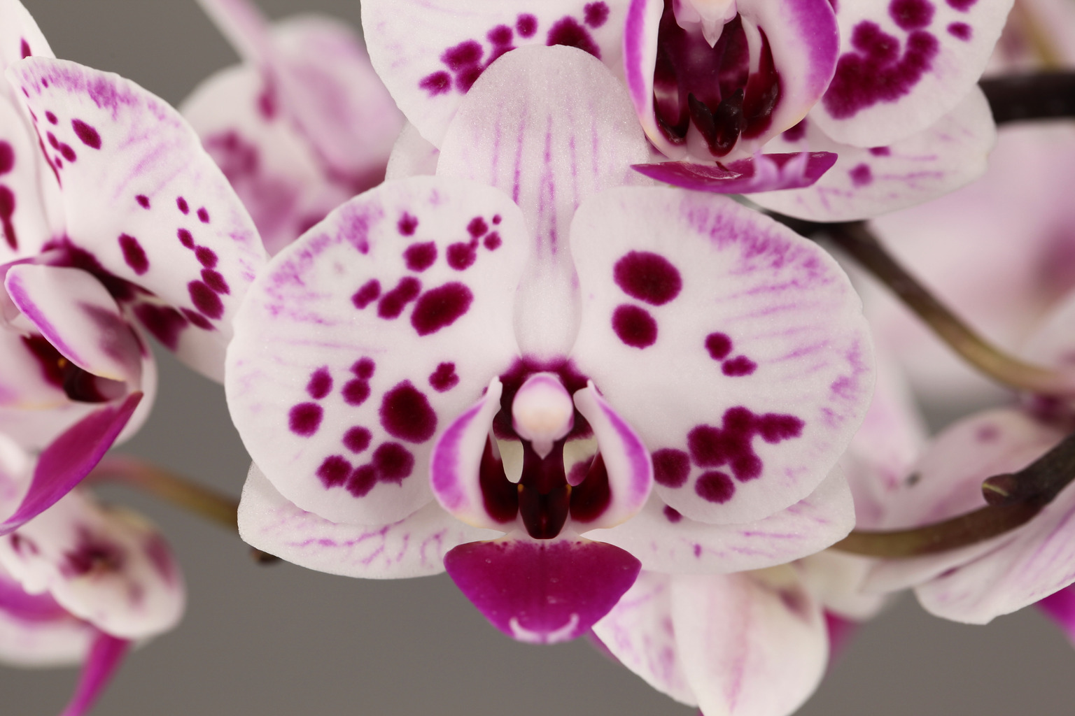 LH1407 donkere gevlekte Phalaenopsis — Bloem
