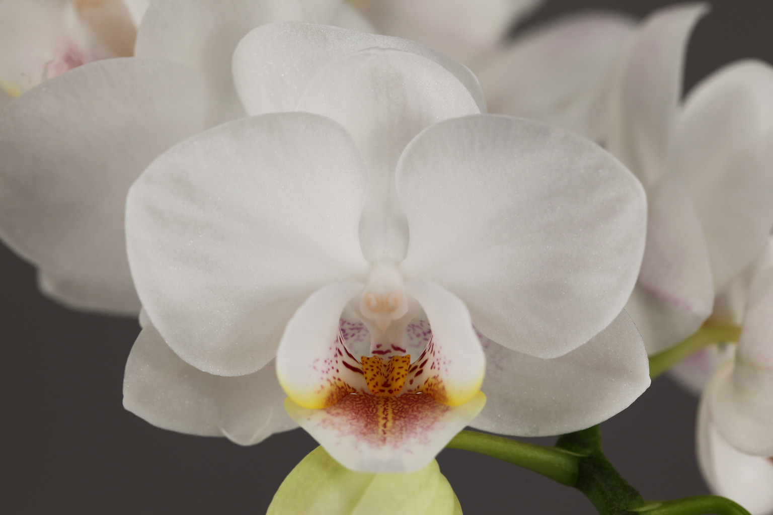 LH16 white Phalaenopsis — Flower