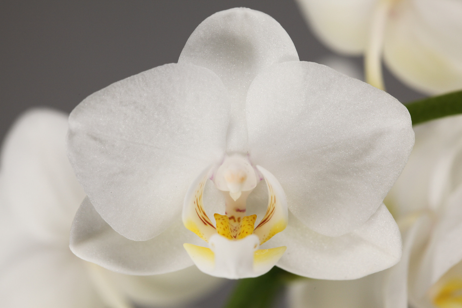 LH17 witte Phalaenopsis — Bloem