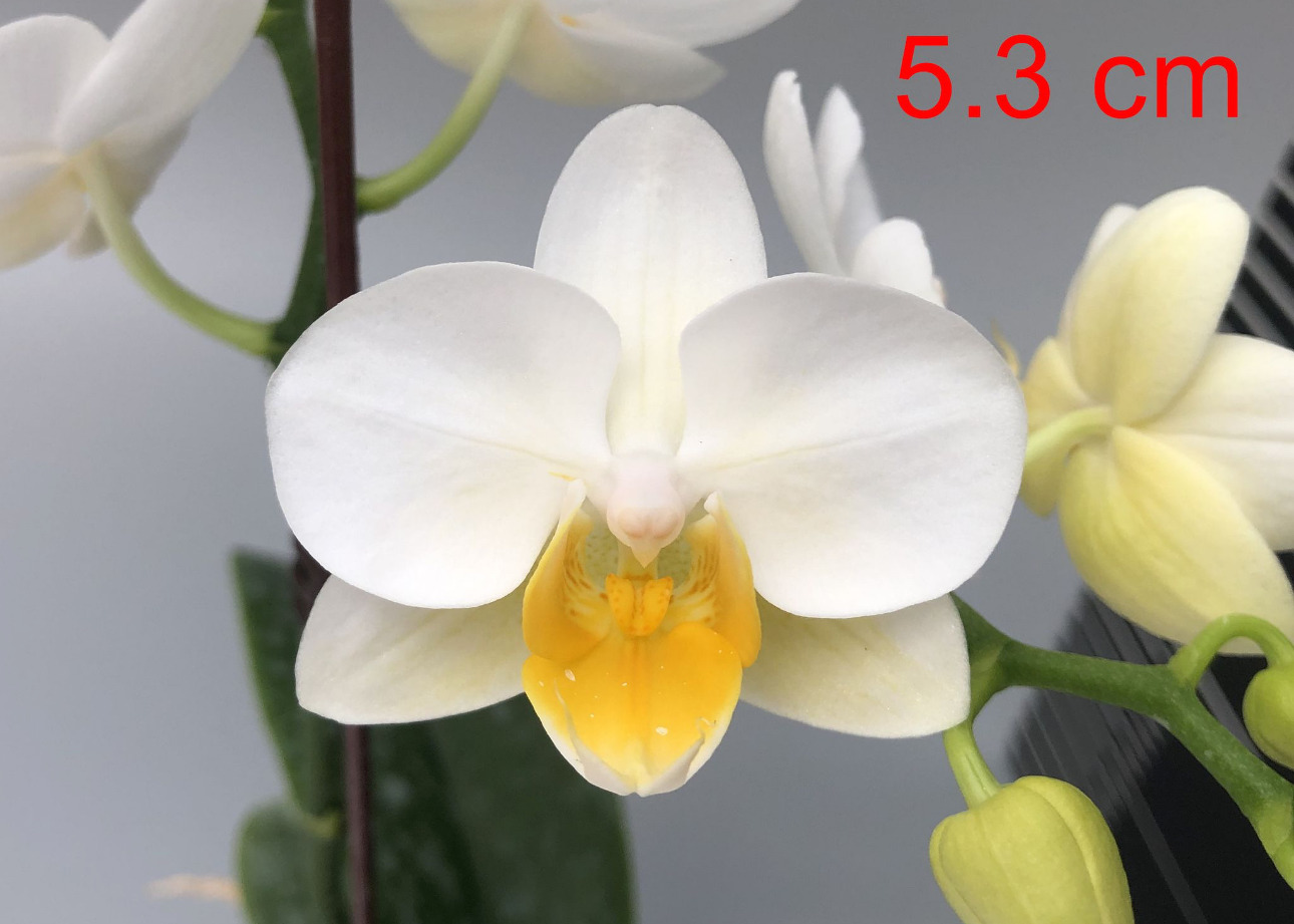 LH1733 white Phalaenopsis — Flower