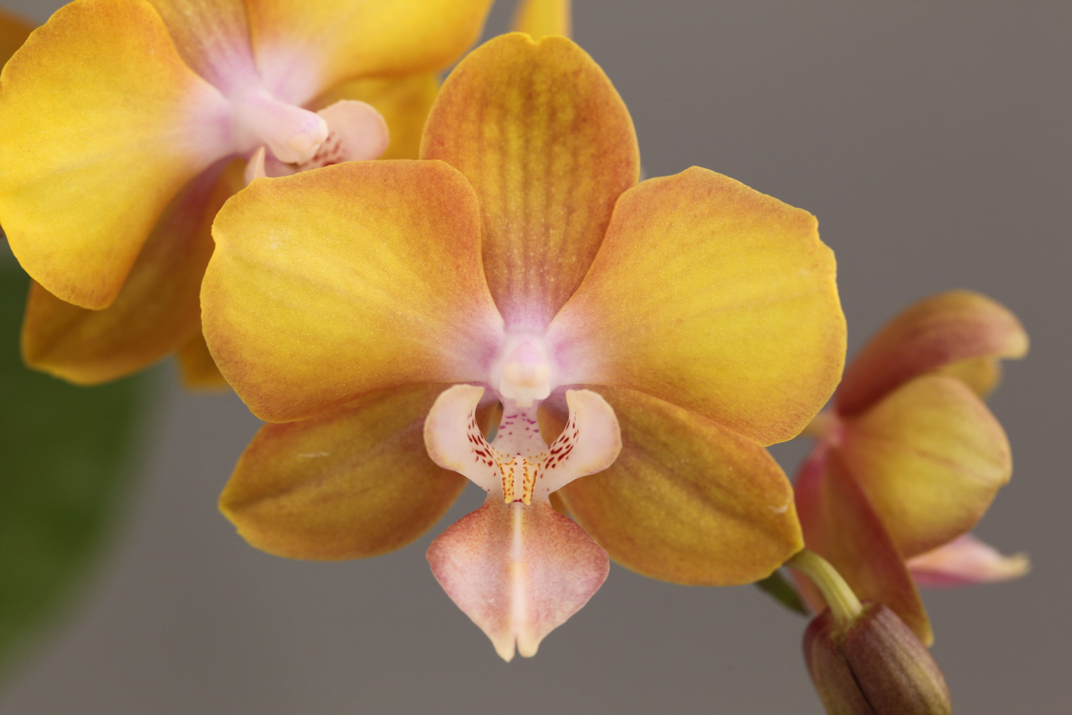 LH18 geurende gele Phalaenopsis — Bloem