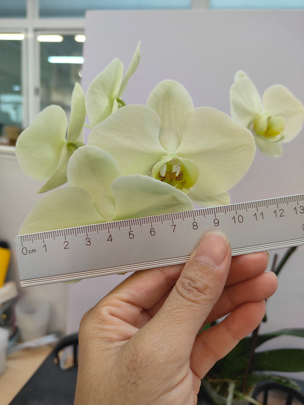 LH2071 grootbloemige groene Phalaenopsis — Bloem