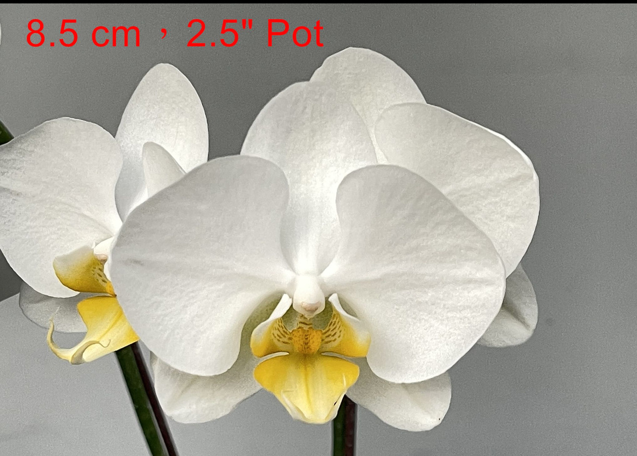 LH2081 grootbloemige witte Phalaenopsis — Bloem